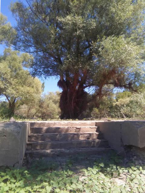 Vestige 4